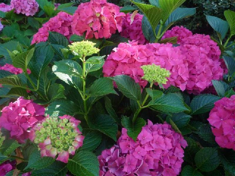 JARDIN  DU  SPA_1