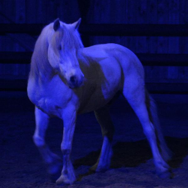 Loustic