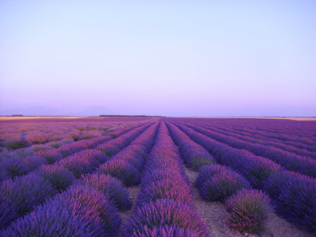Valensole plateau, the Lavenders