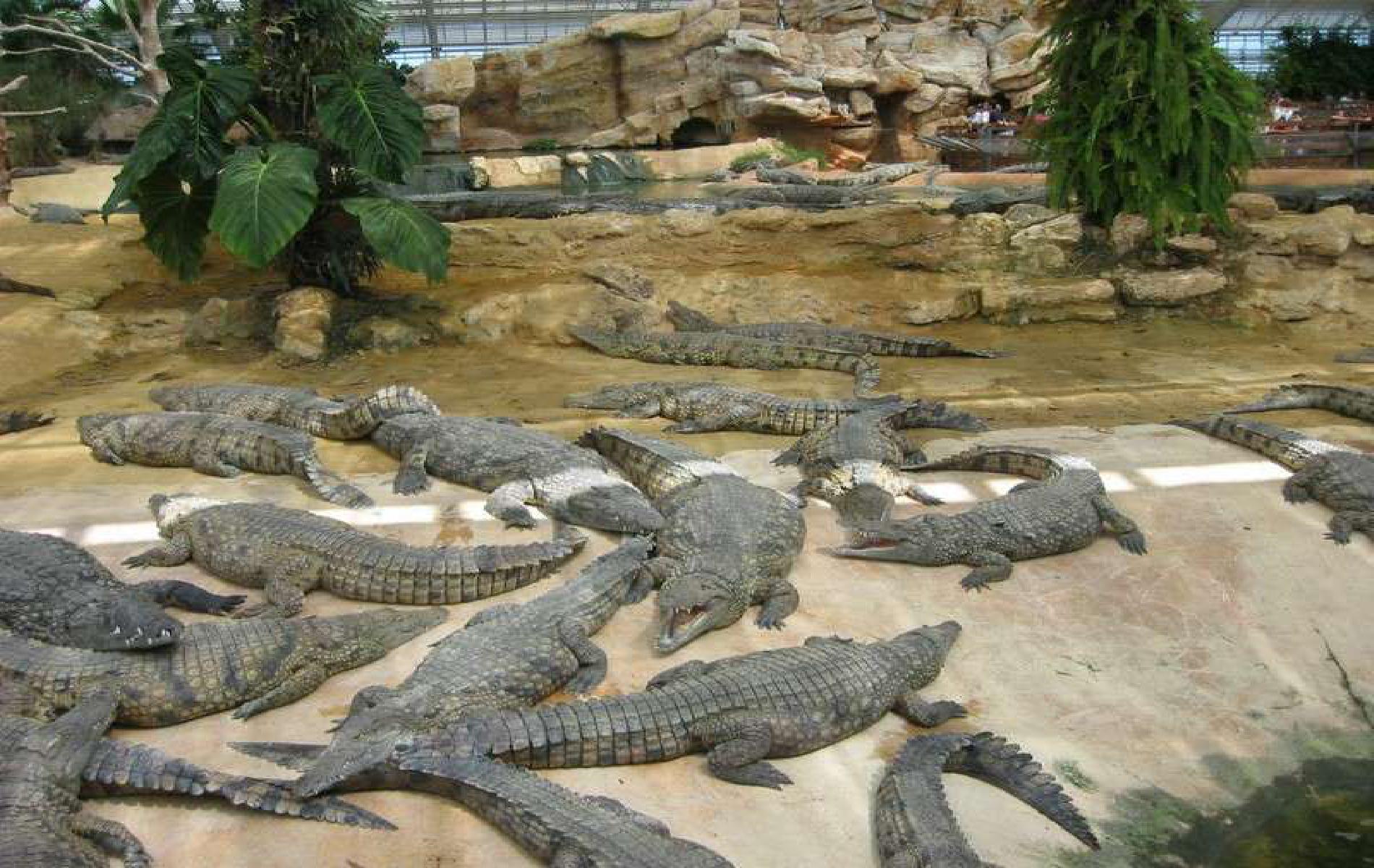 Der Hof Crocodile in Pierrelatte