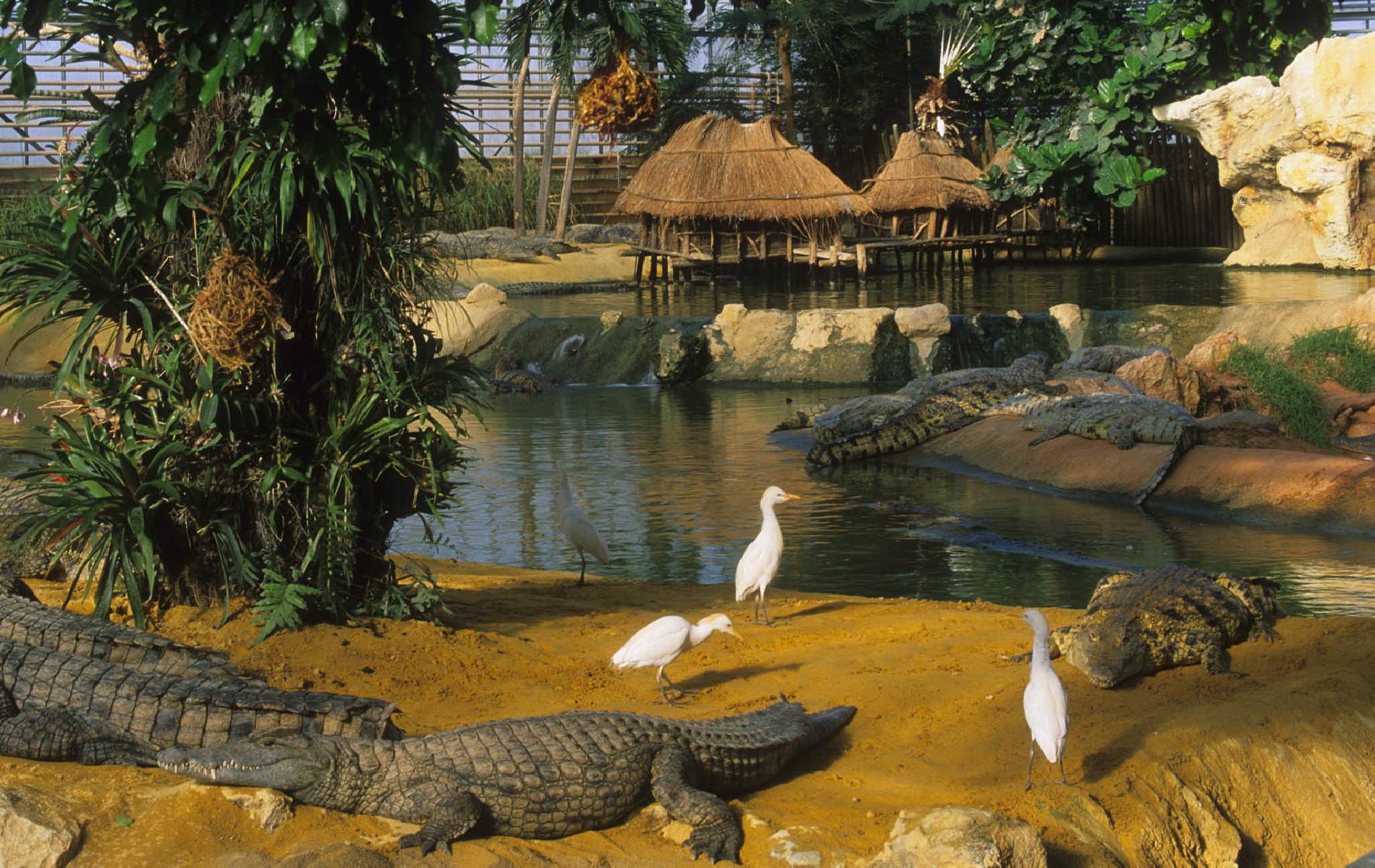  The crocodile farm