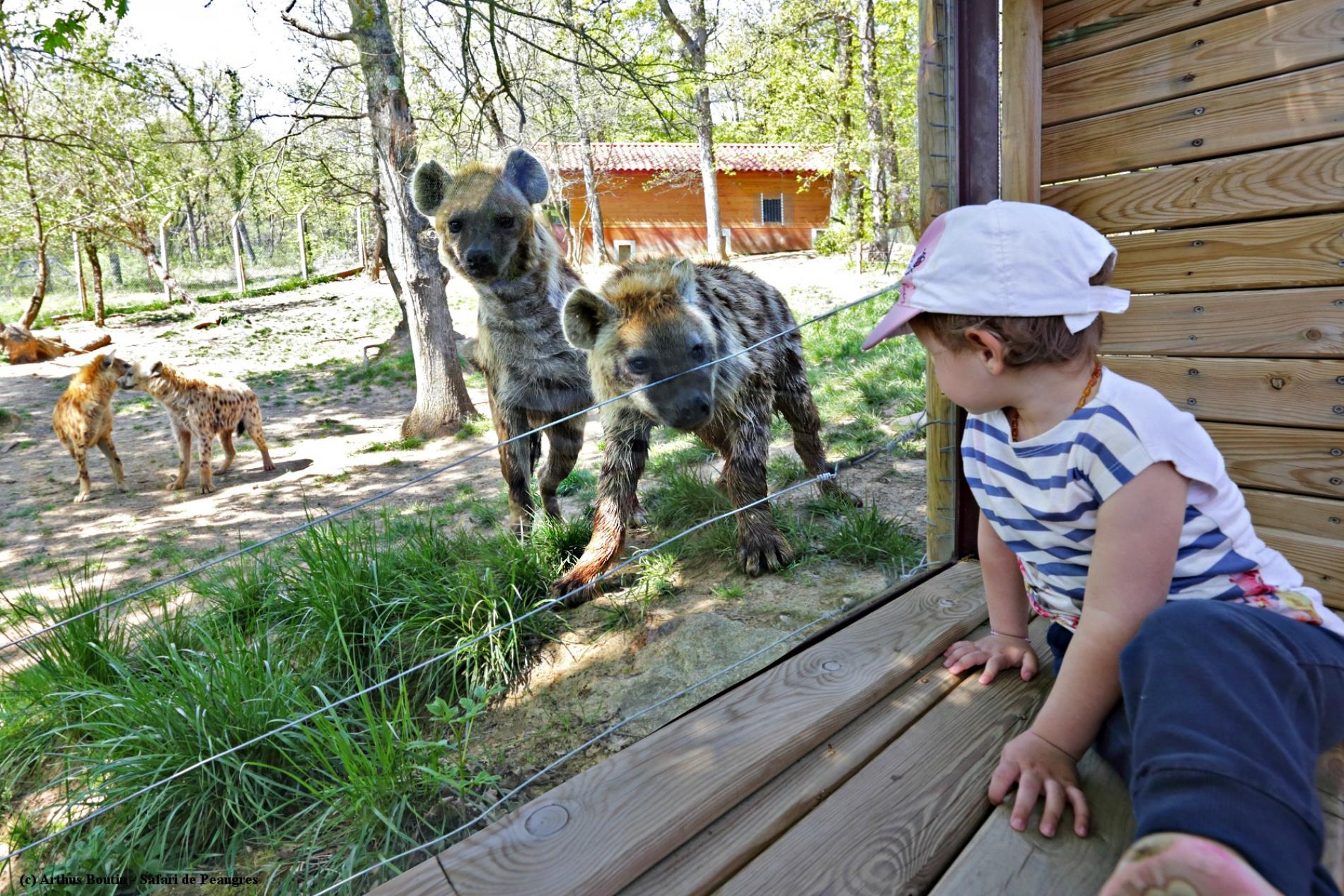 Safari de Peaugres