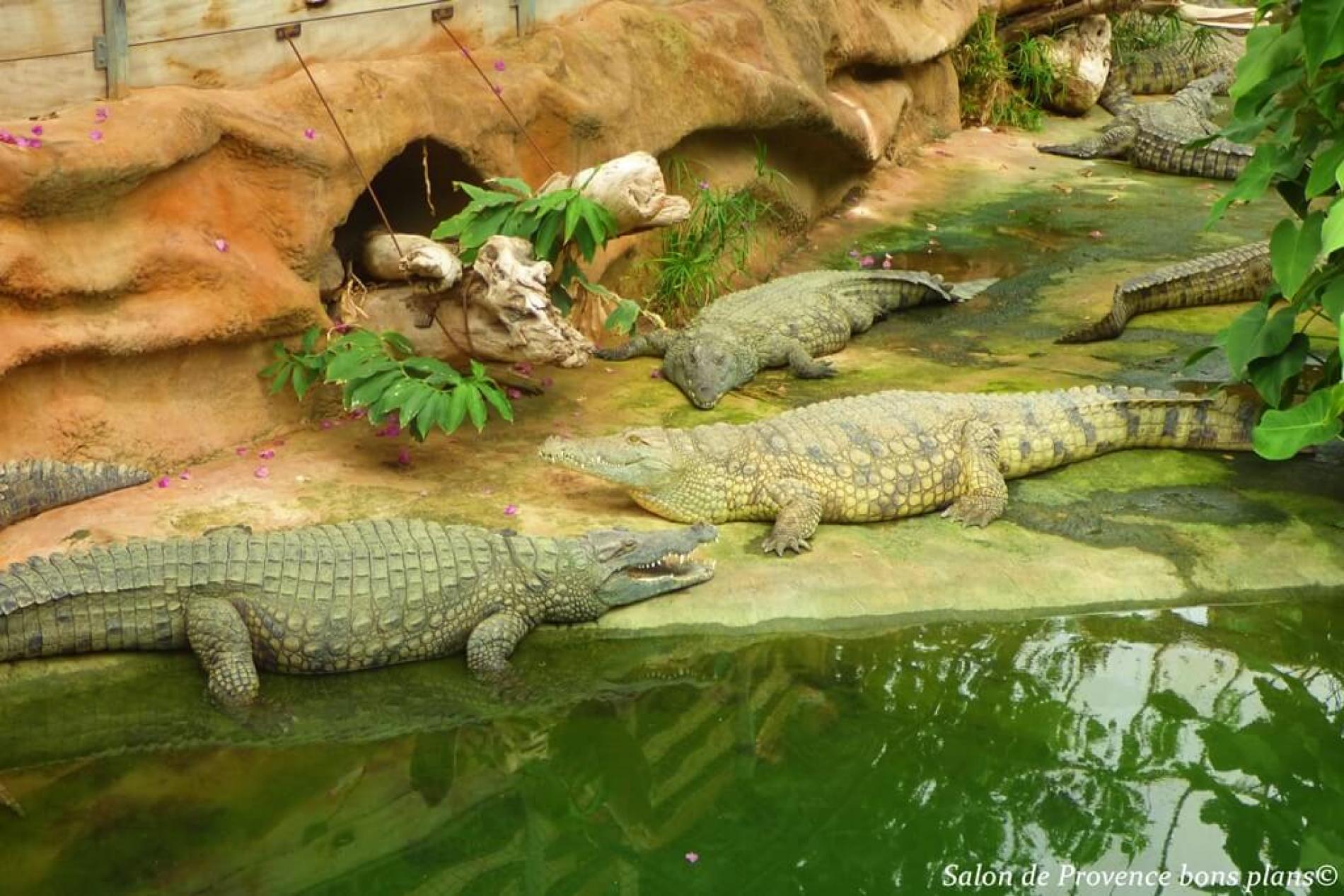 The crocodile farm