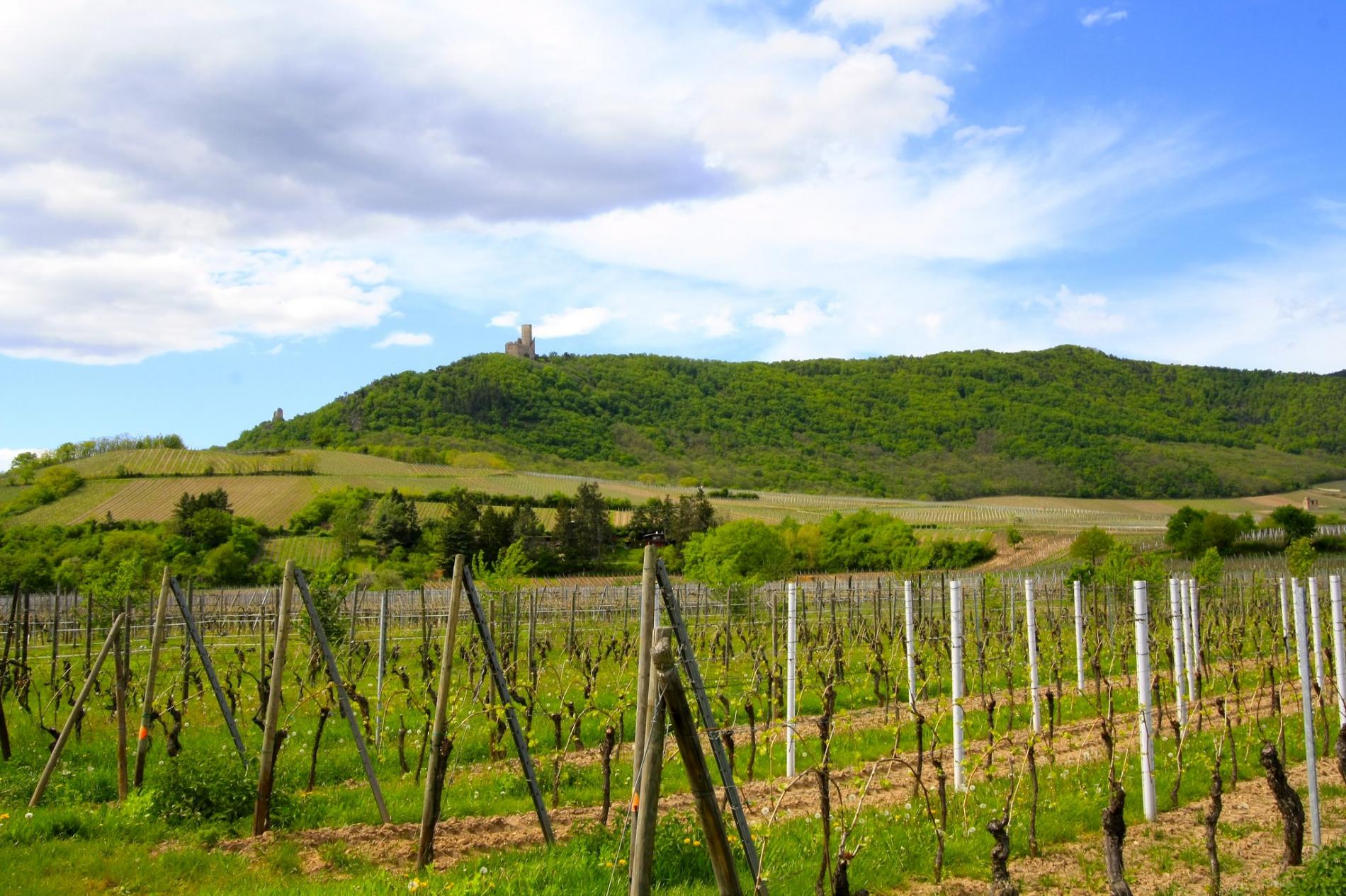 La fameuse Route des Vins d'Alsace