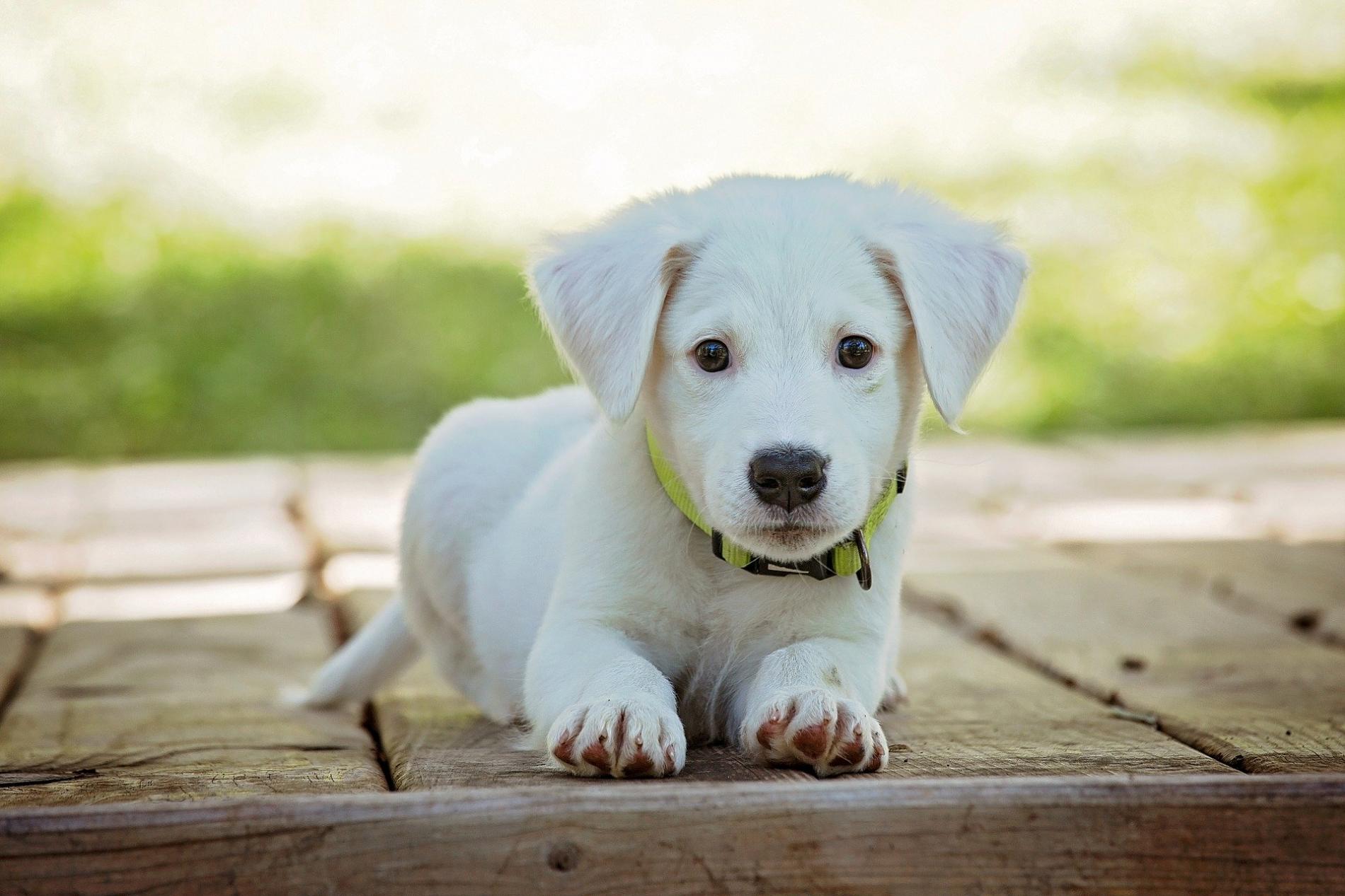 Animaux domestiques acceptés (avec supplément)