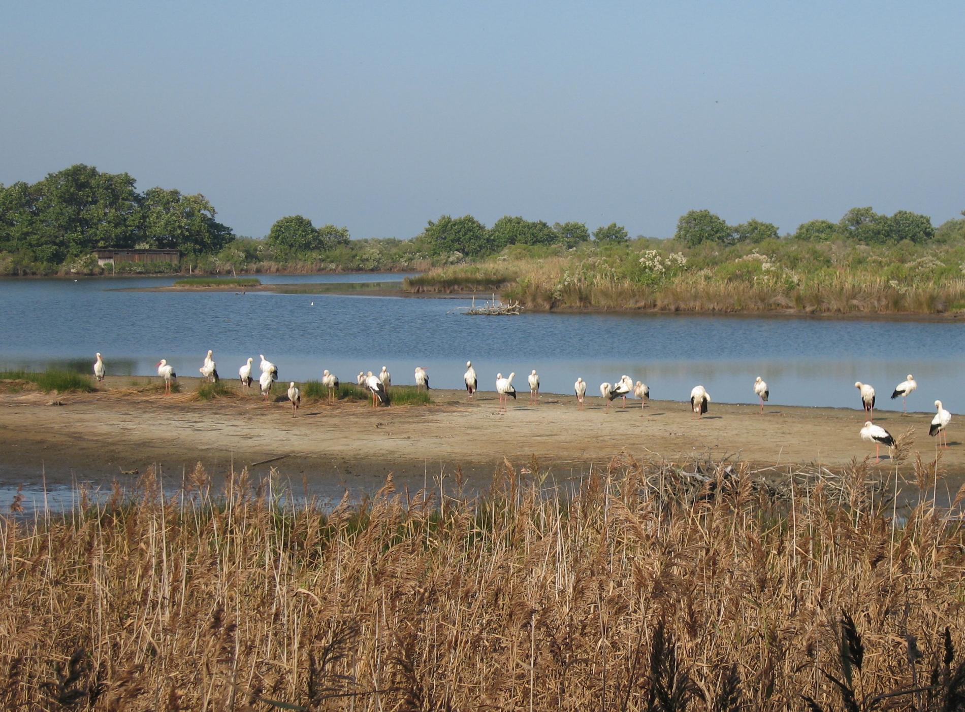 The ornithological park of Teich