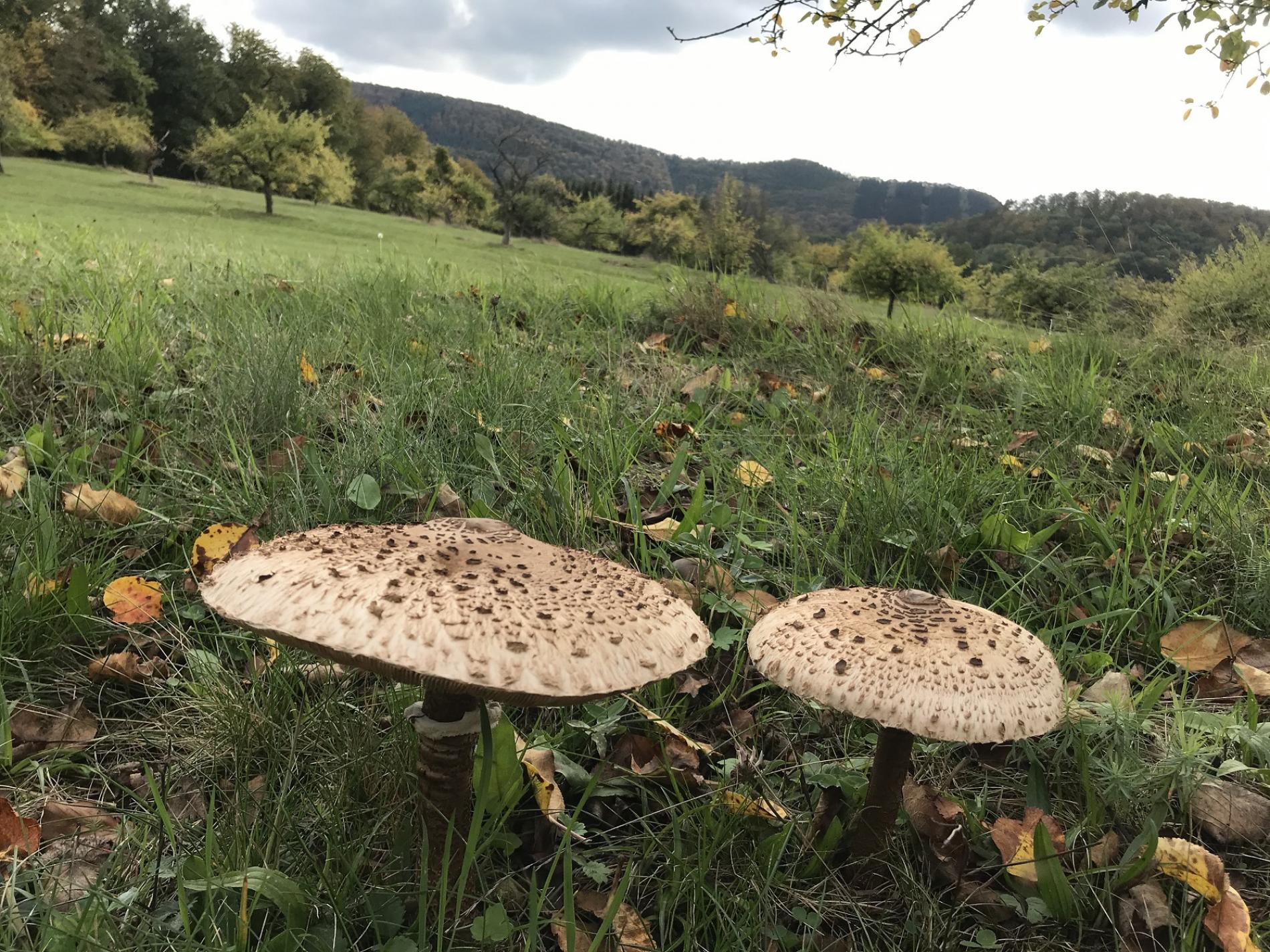 Promenades à la cueillette de champignons