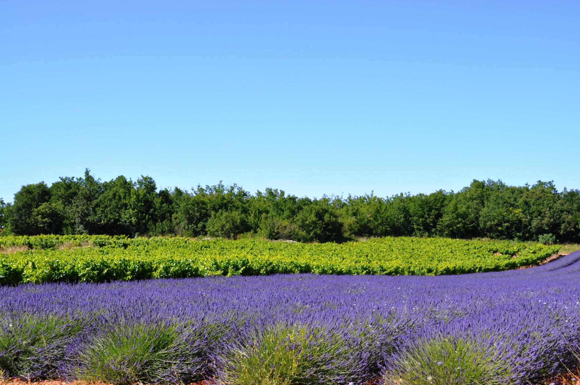 Lavande et Vignes au Mas du Terme