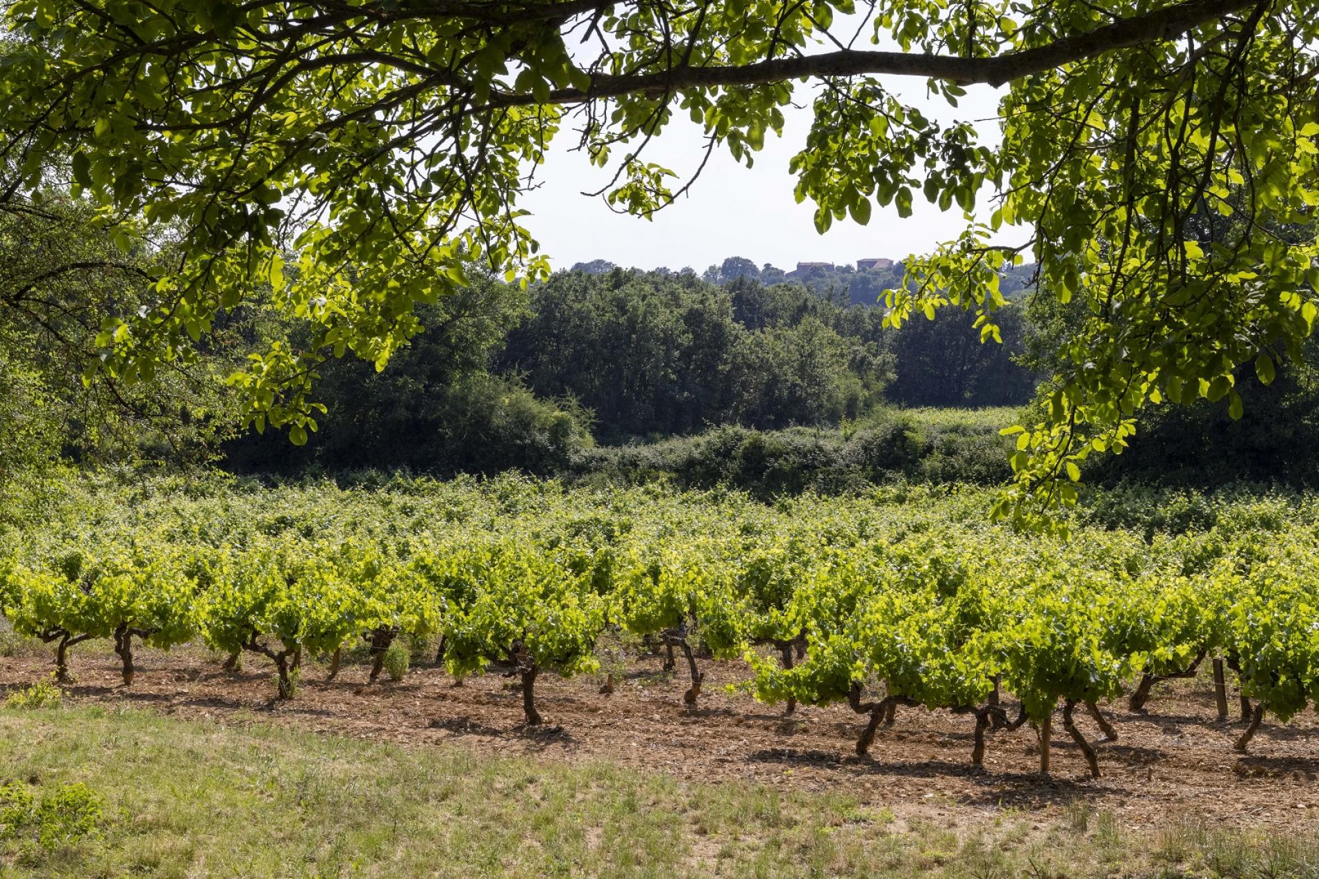 Vigne mas du terme