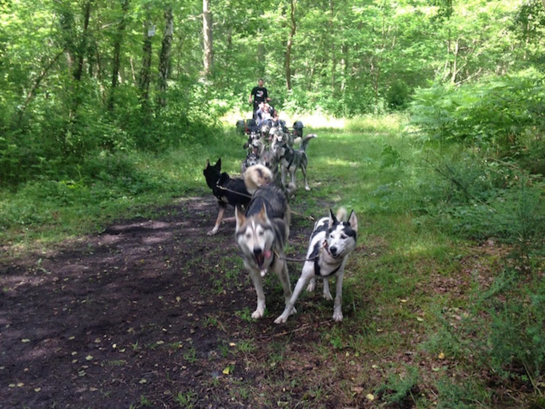 Balade en chiens de traineau en forêt de Fontainebleau