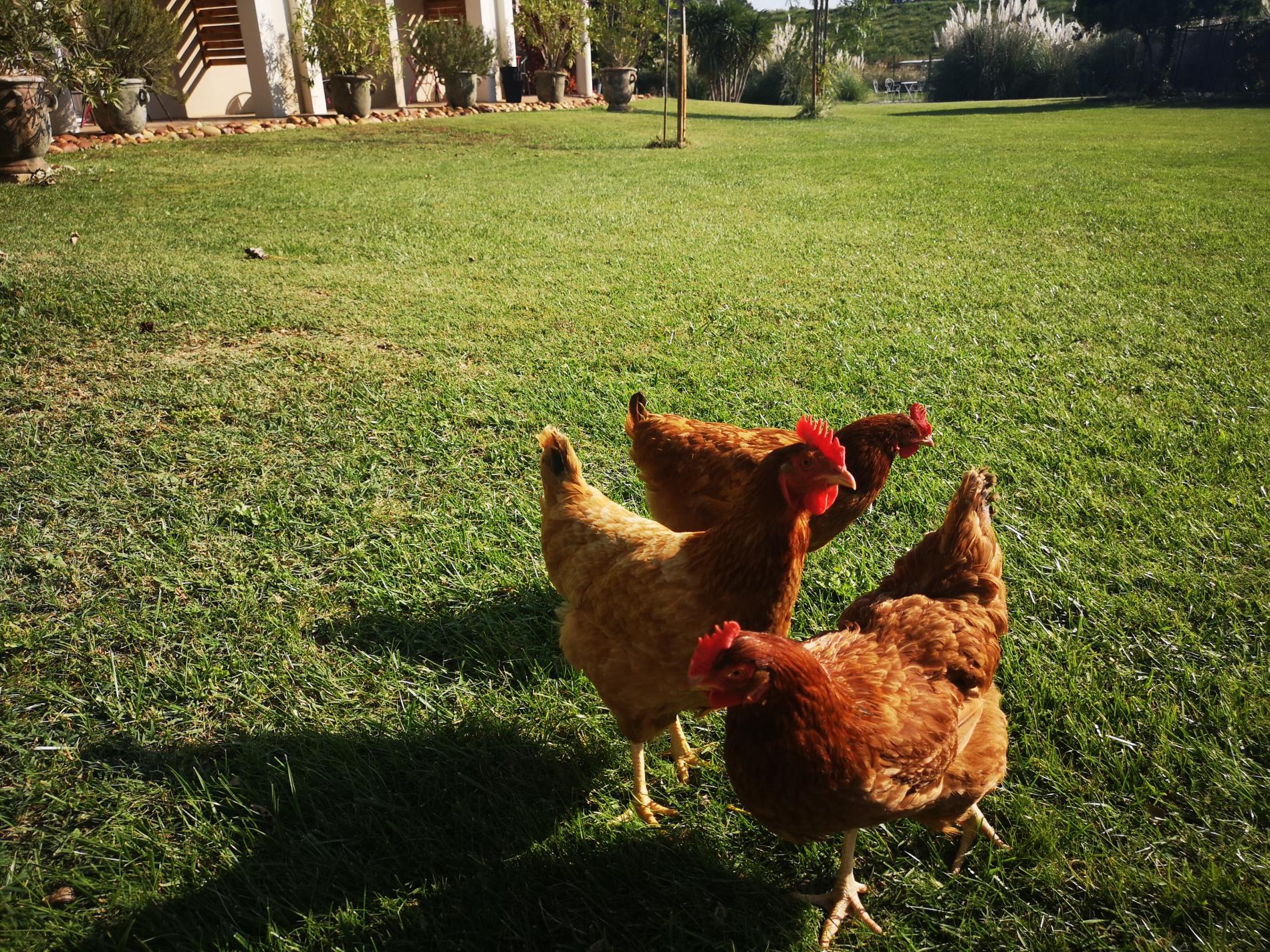 Nos 3 poules sont en libertés dans notre jardin